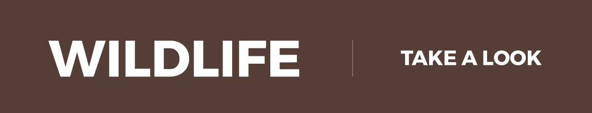view afc's african wildlife documentaries